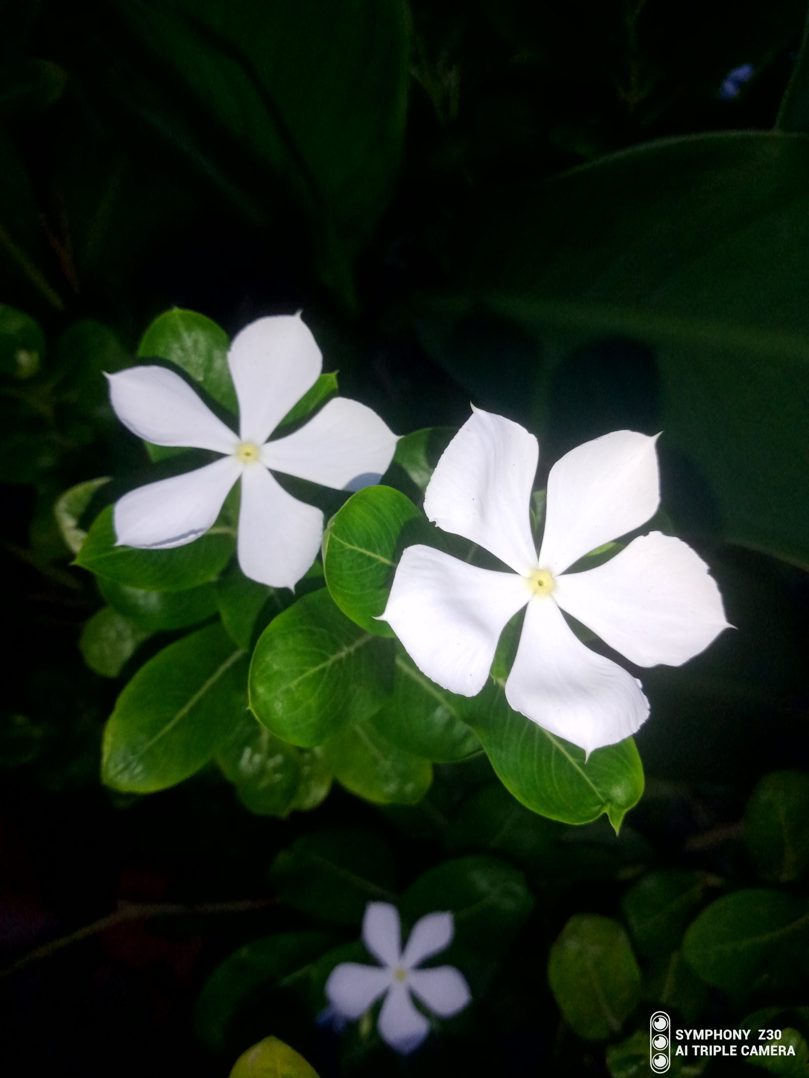 মোঃ আশ্রাফ আলী